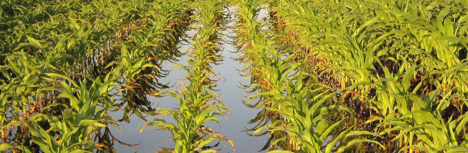photo of an irrigated corn field